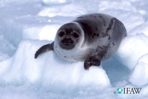 Sälar har ett rejält lager fett runt hela kroppen för att hålla värmen.